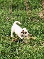 Étalon Parson Russell Terrier - Rita De La Terrible Menée