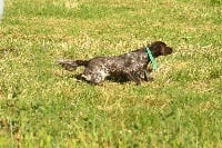 Étalon Petit Epagneul de Münster - Qartouche Du Grès Des Fagnes