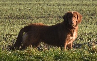 Étalon Retriever de la Nouvelle-Ecosse - brilliant blik Avensis mary jane