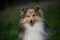 Étalon Shetland Sheepdog - lavika Lucky moonstone