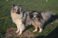 Étalon Shetland Sheepdog - Missy Des Cerberes De L'isaac