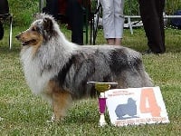 Étalon Shetland Sheepdog - Igloo bleu dit isar du Cèdre Enchanté