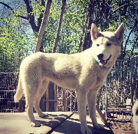 Étalon Siberian Husky - Travel Dog Ouaka