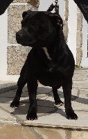 Étalon Staffordshire Bull Terrier - Stafford Connection Joss