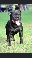 Étalon Staffordshire Bull Terrier - Jailer (Sans Affixe)