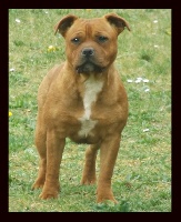 Étalon Staffordshire Bull Terrier - Oxy of Imperial Red Bull