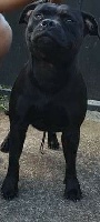 Étalon Staffordshire Bull Terrier - Dina Morgabull's Orel