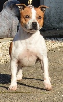 Étalon Staffordshire Bull Terrier - Oopsie cookie Aurely's Dogs