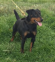 Étalon Terrier de chasse allemand - Prada Des Chevaliers Au Diable