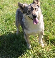 Étalon Spitz des Visigoths - Ourse d'oliferne Des coeurs d'alène