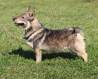 Étalon Spitz des Visigoths - Otomne Des coeurs d'alène