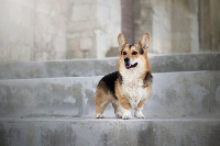 Étalon Welsh Corgi Pembroke - Liverpool get back du Domaine D'Arinella Bianca