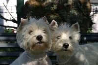 Étalon West Highland White Terrier - Nice tea d'Isarudy