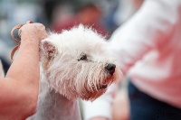 Étalon West Highland White Terrier - bogarhazi Impréssion