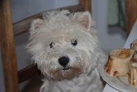 Étalon West Highland White Terrier - Pomme de rainette des Kopelly