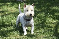 Étalon West Highland White Terrier - Ouaze de Paline