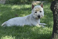 Étalon West Highland White Terrier - Orphee de Paline