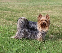 Étalon Yorkshire Terrier - Lima du Petit Monterac