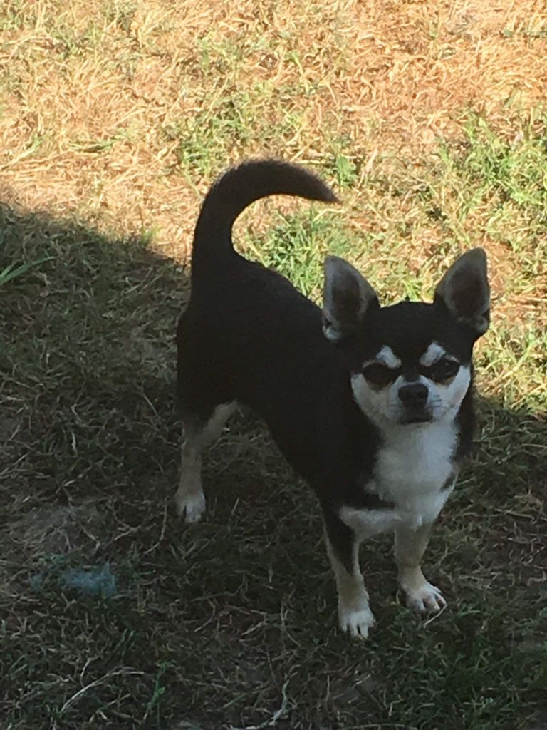 Publication : Degli Angeli E Demoni 