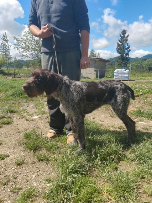 Olympe du grand bois to