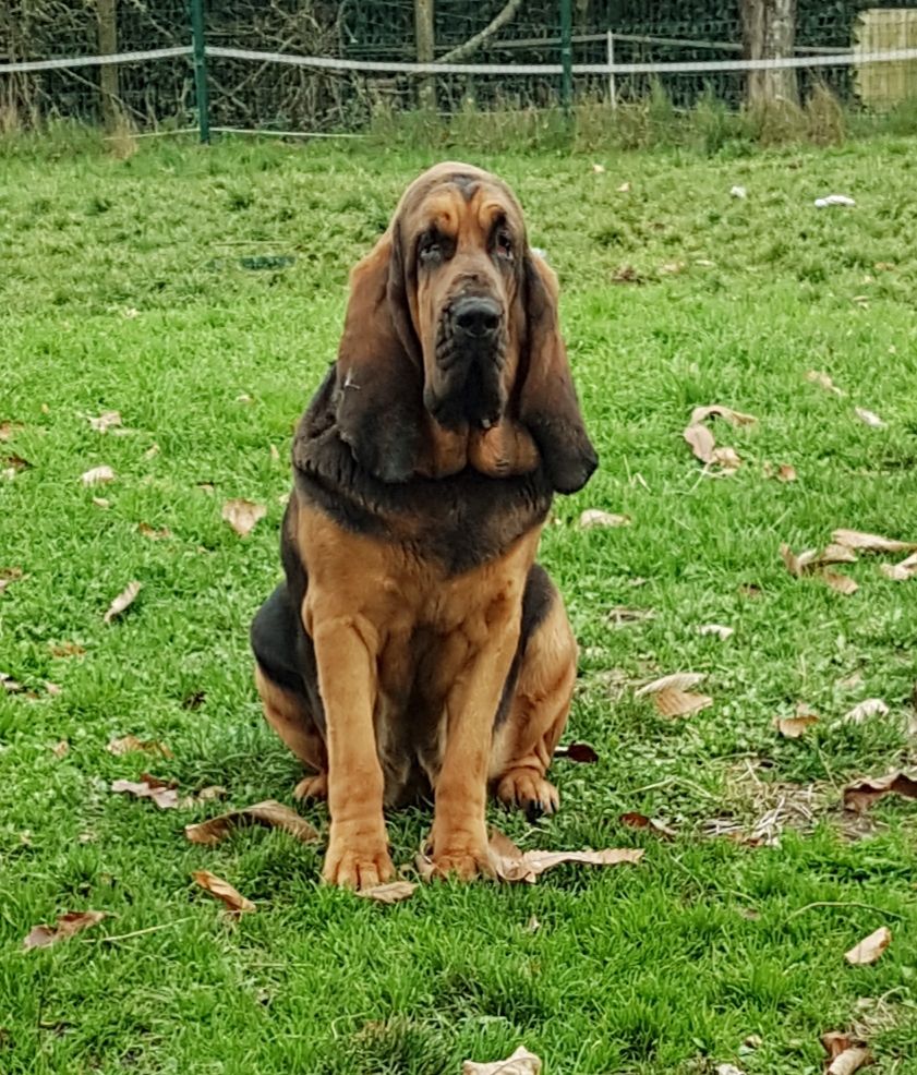 Publication : Des Échos Saint Hubert 