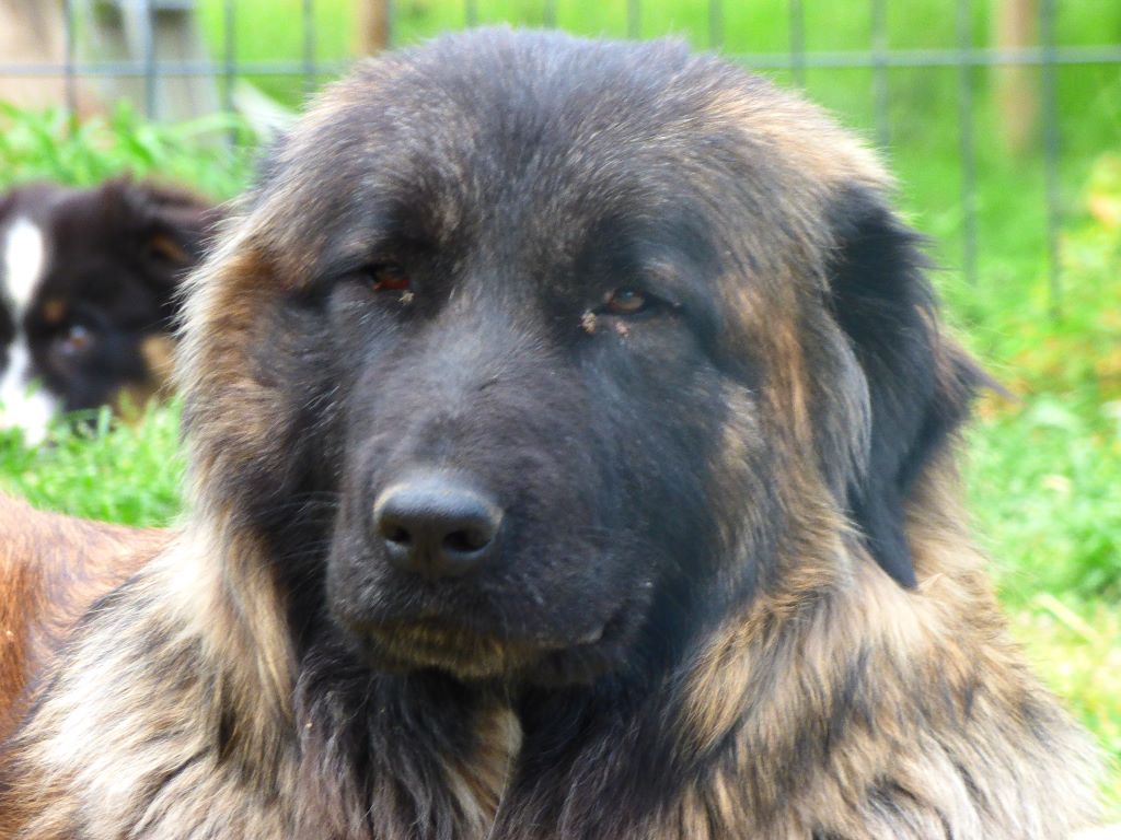 Publication : du Clos Felagund Auteur : Wateau laetitia