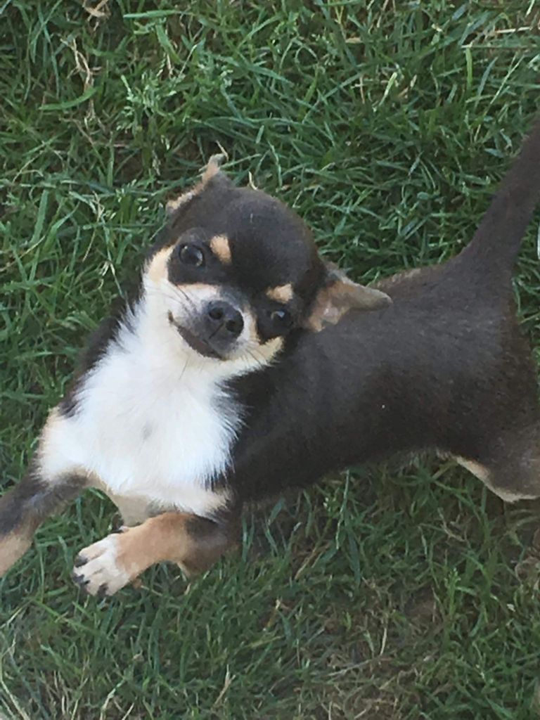 Publication : Degli Angeli E Demoni 