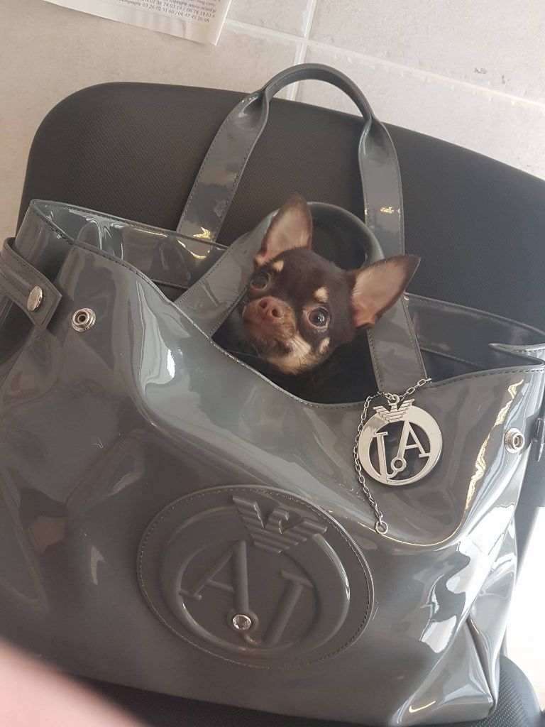 Publication : Dream Of Spark Auteur : Charin