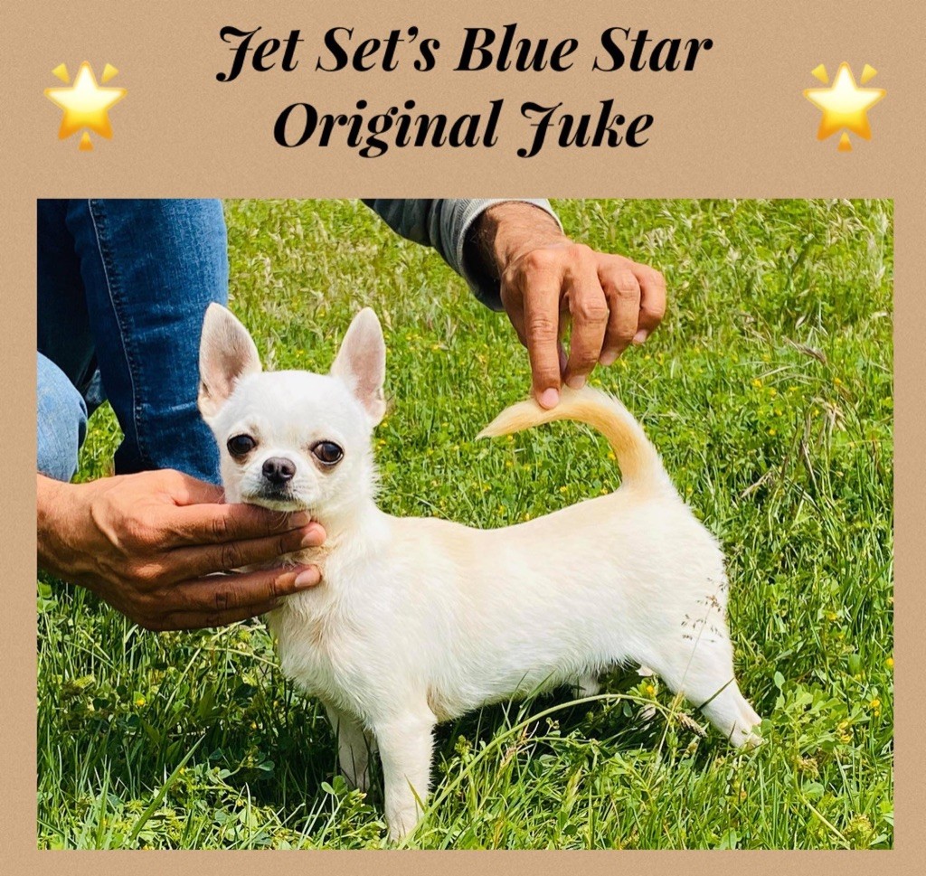 Publication : Jet Set's Blue Star 