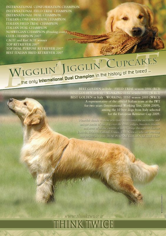 CH. Wigglin jigglin cupcake (Sans Affixe)