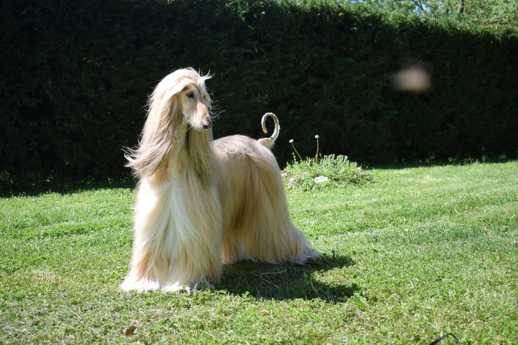 shou gerat Can't stop loving you