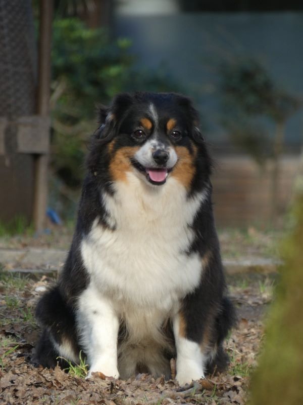 Publication : Des Cerberes De L'isaac 