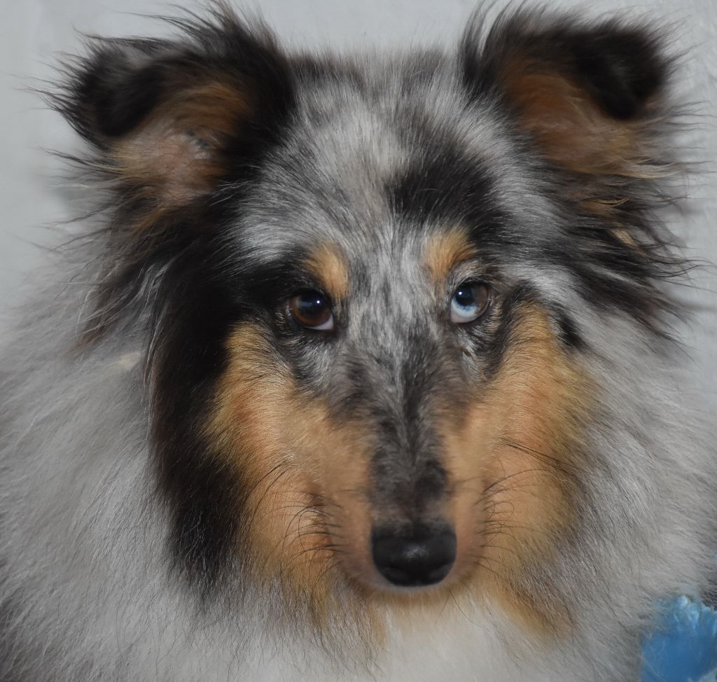 Publication : De la combe berail 