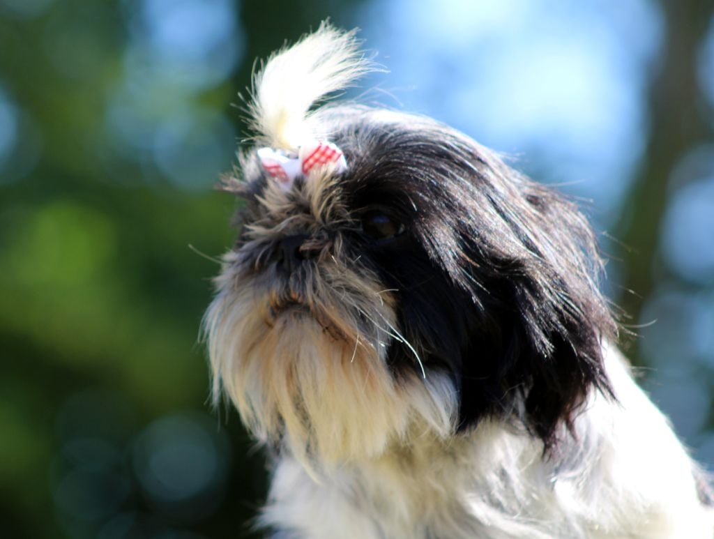 Noupiotte Du logis de beaumanoir