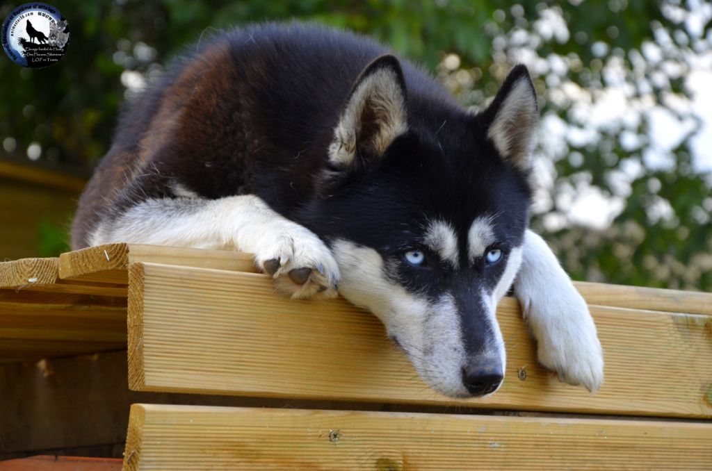 Nesta Des Flocons Sibériens