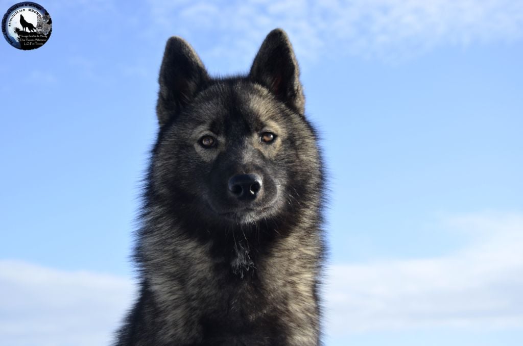 Bad is back in black dite prada legend of the spirit