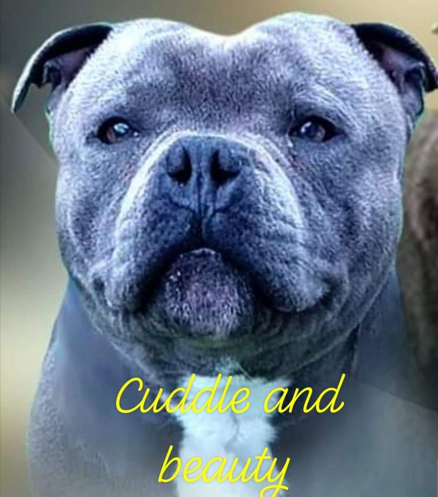 Publication : of Cuddle and Beauty Auteur : Mr cuisinier cuddle and beauty 