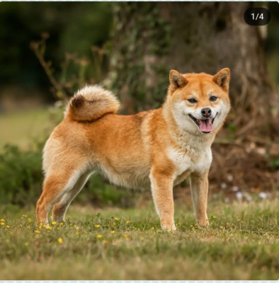 Étalon Shiba - Pékin Des Brumes de Brocéliande