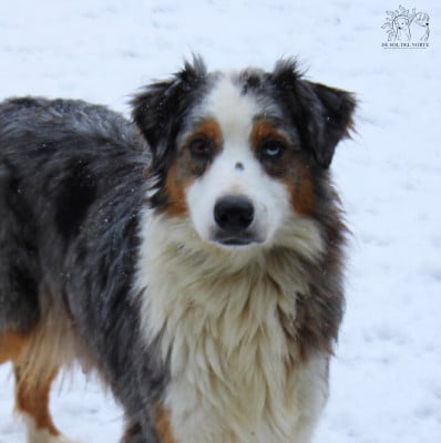 Étalon Berger Australien - Ready for love roxana De Sol Del Norte