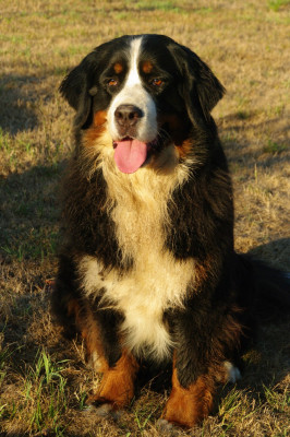 Étalon Bouvier Bernois - Piranija kalnu suo