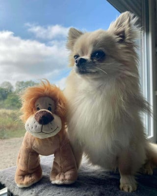 Étalon Chihuahua - Oréo Du Manoir Du Vauclair