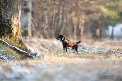 Étalon Terrier de chasse allemand - Hyvo vom moschelbach