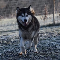 Étalon Alaskan Malamute - Nala of Blue Track