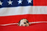 Étalon American Staffordshire Terrier - Opaline du Domaine Passionnel d'Enzo