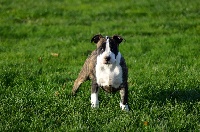 Étalon American Staffordshire Terrier - Penny du Domaine Passionnel d'Enzo