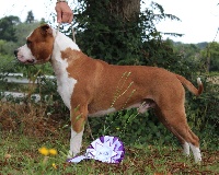 Étalon American Staffordshire Terrier - laki's pride Noble nakano
