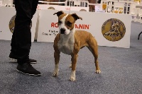 Étalon American Staffordshire Terrier - Olympe De L'empreinte De L'espoir