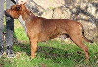 Étalon American Staffordshire Terrier - Mario dit masay (Sans Affixe)