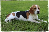 Étalon Beagle - Peppa pig du clos du bonheur
