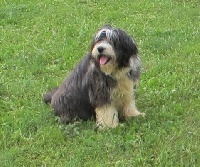 Étalon Bearded Collie - Paloma au Royaume D'Endjy